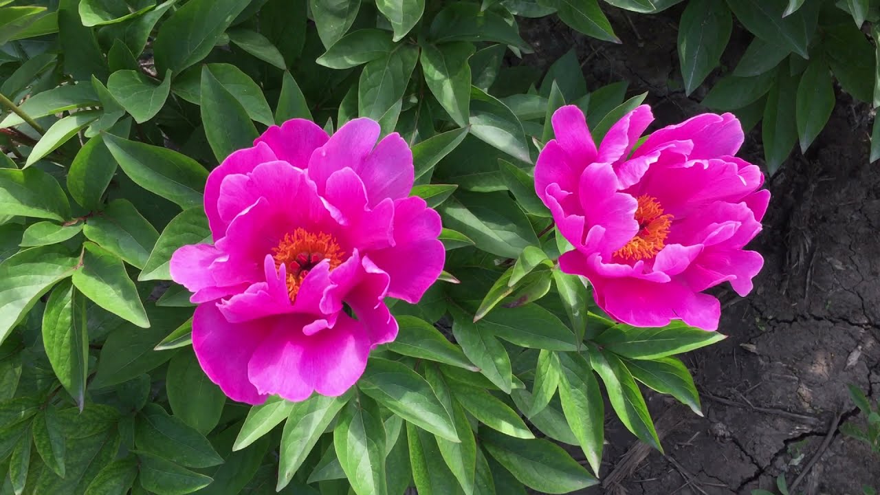 Пион MAGENTA GEM/Маджента Джем