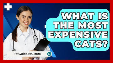 What Is The Most Expensive Cats? - PetGuide360.com