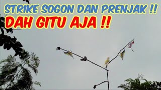 Suara Pikat Sogon Kejepit Kombinasi Prenjak Ribut Terancam