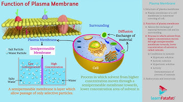 Fundamental Unit of Life Class 9 Science - Plasma Membrane