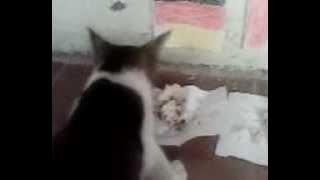 kucing menebak, Germany vs Italia