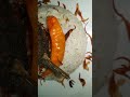 প্লেইন পোলাও 😍 | Plain Pulao Recipe Bangladeshi Style | Easy Rice Pulao #Shorts