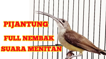MASTERAN BURUNG PIJANTUNG PISANG NEMBAK DURASI PANJANG#masteranburung#pijantungpisang#masteranmurai