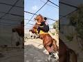 Dangerous Horse Jump 🐎💥 | Strong Horse Amazing Power#HorseJump #StrongHorse #horse