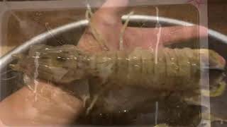 シャコのお造り