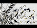 Crows sounds of crowing - Kauwa ki awaaz - crow voice very loud - crow bird sounds