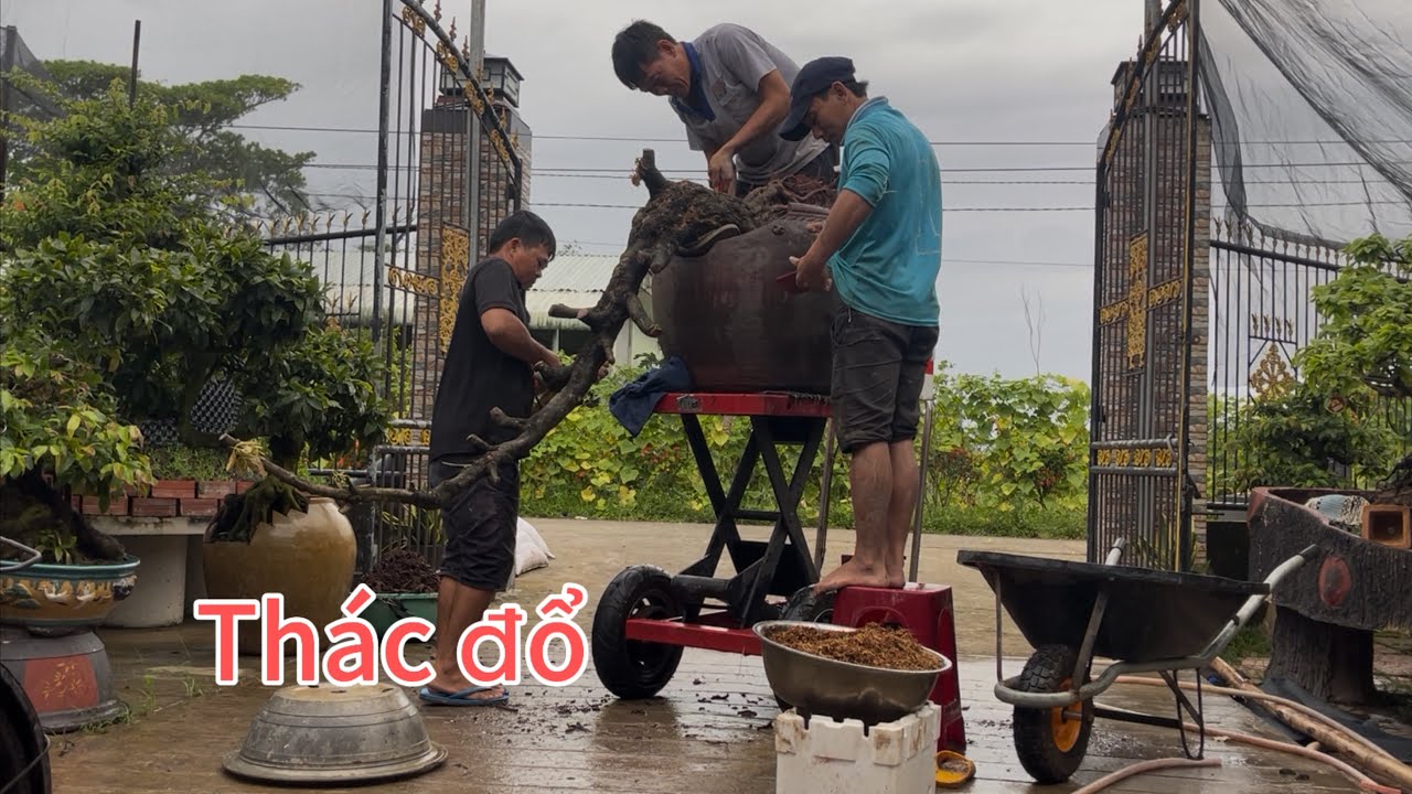 Vợ chậu cây mai xù  65 hoành,dáng thác đổ