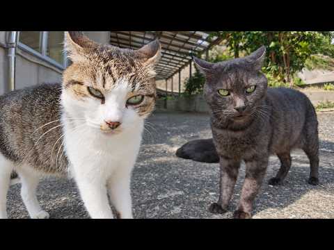 Marbled Cat Sneaks Into Another Cat Gang and Gets Spotted by a Tabby Instantly