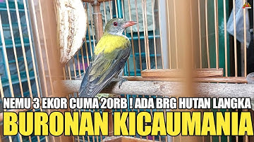 REJEKI ! 3 EKOR CUMA 20RB AN ! NEMU BURUNG HUTAN PALING LANGKA BURONAN KICAU MANIA !