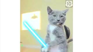 FUNNY VIDEOS ABOUT CATS 2019