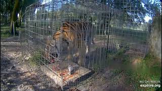 Marching off with the biggest piece of breakfast! Jasmine tiger at Big Cat Rescue.