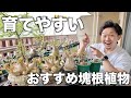初心者おすすめ育てやすい塊根植物を5つ紹介します