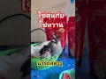 #นกน้อย#น่ารัก#คลายเครียด 🦜🦜🤟