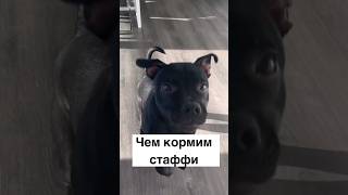 Чем кормим стаффи #стаффи #стаффбуль #собаки