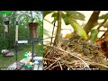 Lgr bird feed  bird nest may 8 2024