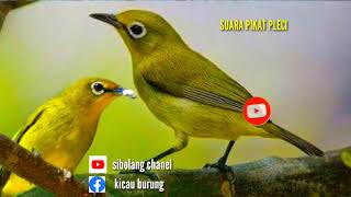 SUARA PIKAT  BURUNG PLECI PALING AMPUH || KOMBINASI RIBUT DIJAMIN LENGKET ANTI ZONK ||