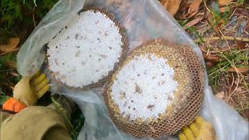 Những tổ ong chân vàng còn sót lại cực đẹp # nhịp sống rừng núi