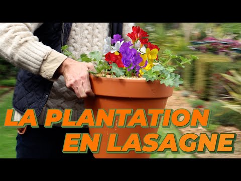Vidéo: Comment faire pousser des freesias - Cultiver des plantes de freesia et prendre soin des fleurs de freesia