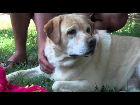 veteran-dog-adopted-by-military-service-veterans-in-salisbury,-nc.