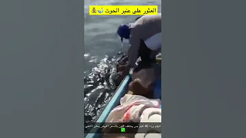 إستخراج العنبر من حوت العنبر المقطع كامل في القناه 