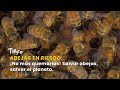 Abejas en riesgo: ¡No más quemarlas! Salvar abejas, salvar el planeta -TvAgro por Juan Gonzalo Angel