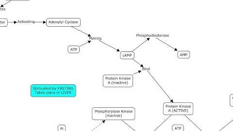 Glycogen Synthesis and Breakdown