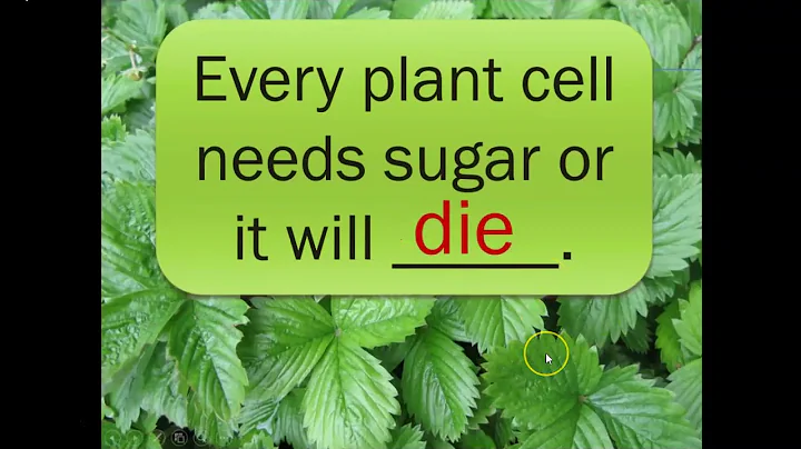 Photosynthesis and Respiration of Plants: Introduc...