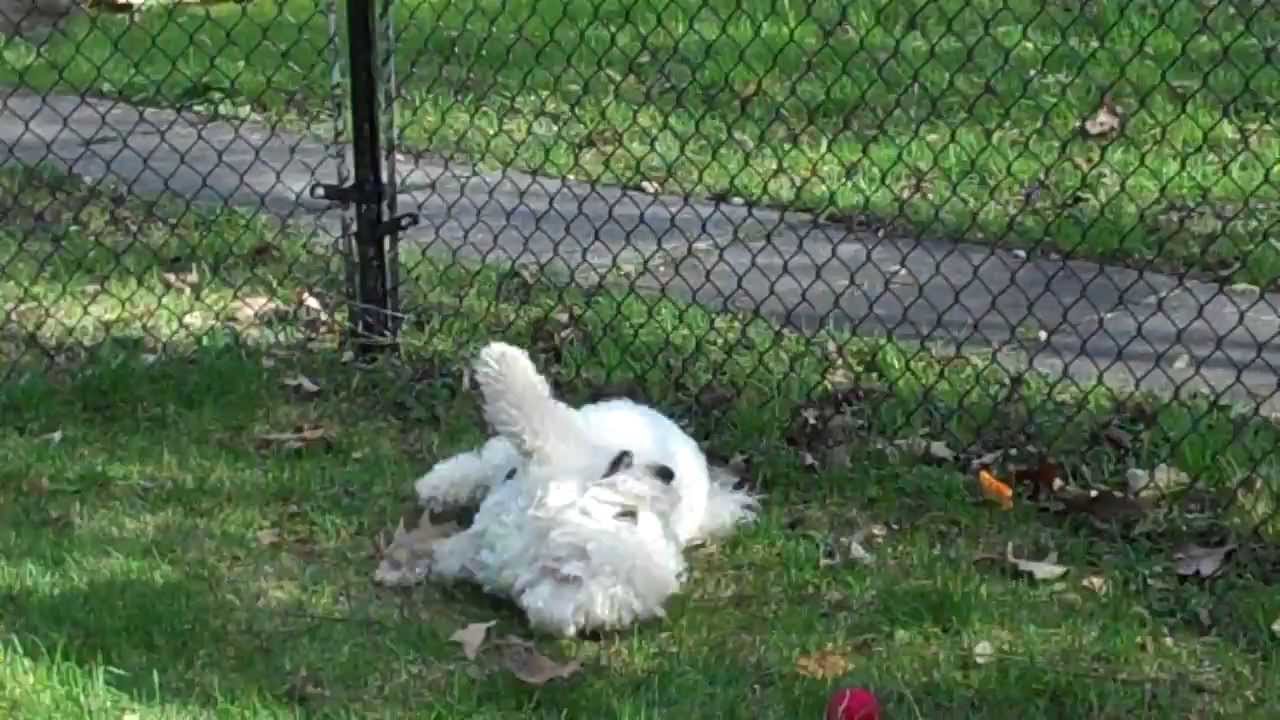 Why Do Dogs Like To Roll In Poop Why Do Dogs Like To Roll In Poop
