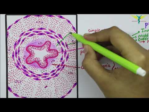 Видео: Разлика между Vas Deferens и Fallopian Tube