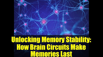 Unlocking Memory Stability: How Brain Circuits Make Memories Last