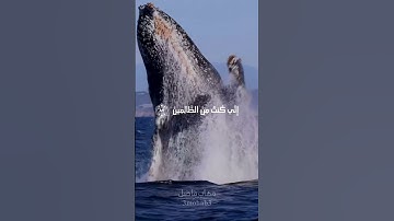 سورة الأنبياء | أية ٨٧ ألــي ٨٨ | القارئ إسلام صبحي #quran #3mohab3