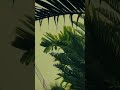 فيروز بتذكر شو حكيوا علي ياسنين اللي رحتي رجعيلي  