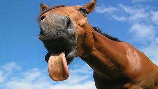 Cute And funny horse Videos Compilation cute moment of the horses  Cutest Horse 1080p
