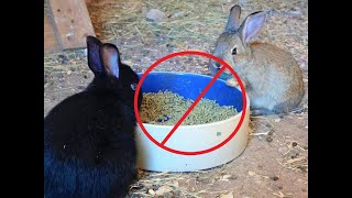 Why We Don't Feed Pellets / How we Feed our Meat Rabbits Healthily and Naturally