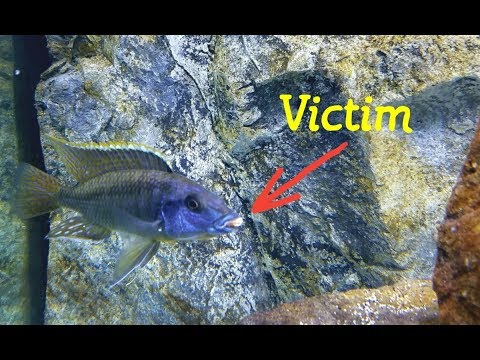 Feeding Shrimp to My Aquarium Fish.........With My Fingers