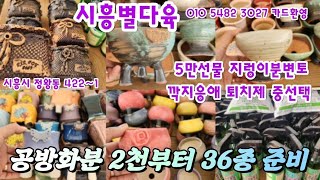 #시흥별다육24.5.1일#공방화분2천부터#5만선물 지렁이분변토#깍지응애퇴치제중선택#인기화분#모두모아준비했어요