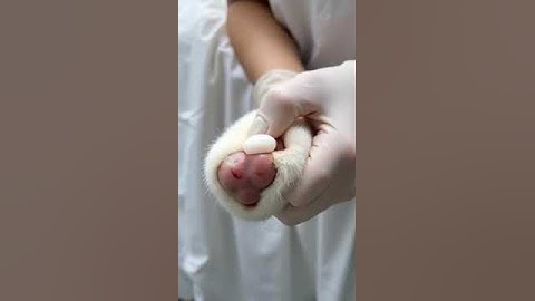 #3008  #mochipimplepopping #pimplepopper #visualasmr #mochicatspaw #nft  #satisfying #fyp