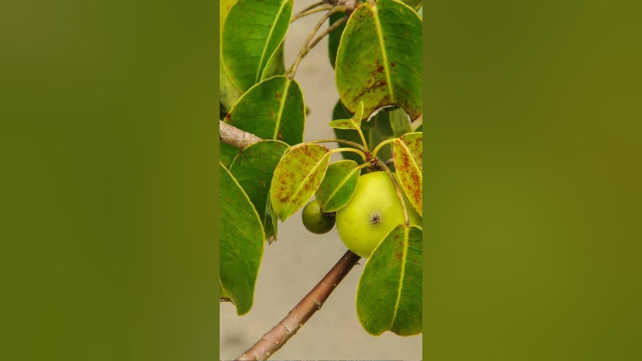 most-poisonous-tree-in-the-world-facstup-education-gk-factsinhindi