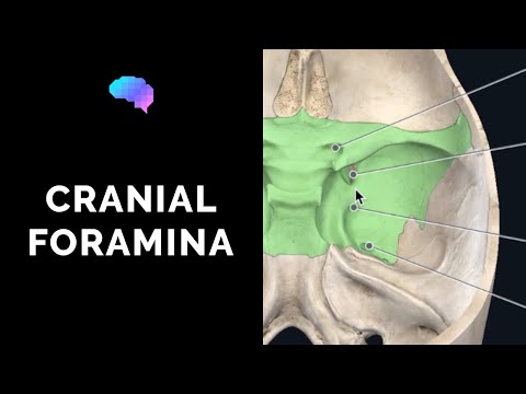 Foramen of the Skull & Cranial Nerves (3D Anatomy Tutorial)