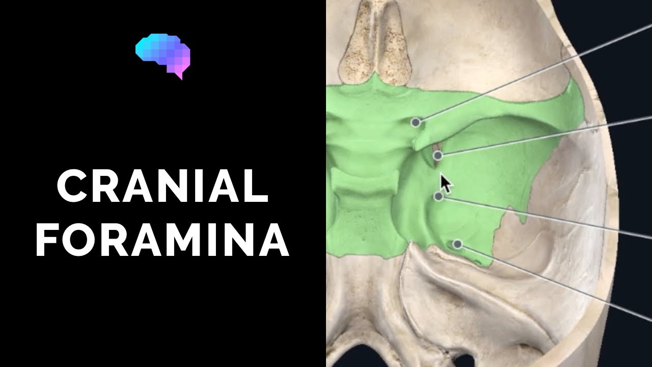 Foramen Of The Skull Cranial Nerves 3d Anatomy Tutorial Youtube