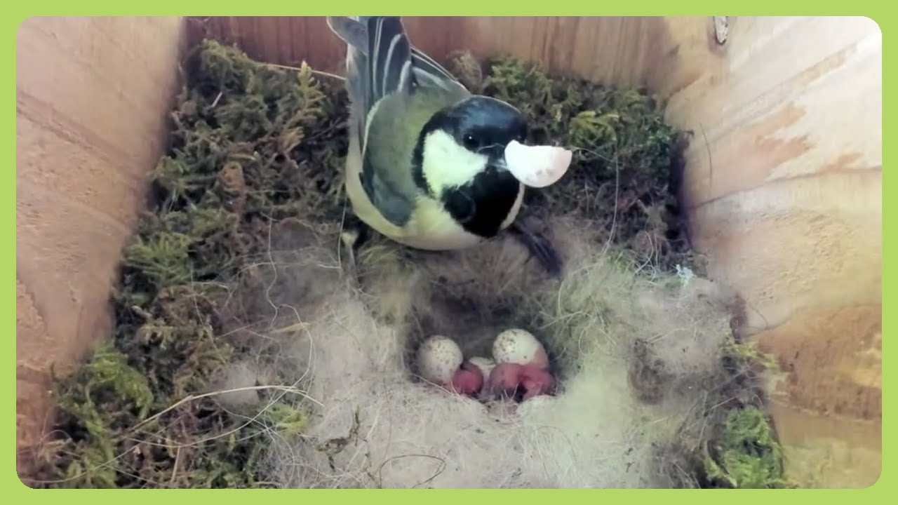 ★自由な愛★ リモージュボックス 鳥 母鳥 卵 ☆自由な愛☆ リモージュボックス 鳥 母鳥 卵 おすすめボックス