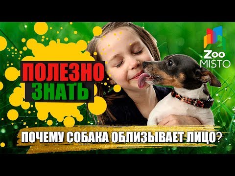 Полезно знать с ZooMISTO | Почему собака лижет лицо?