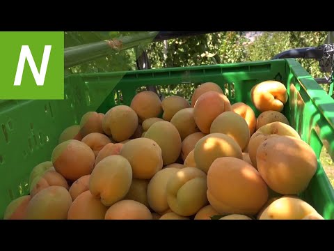 Marillen aus dem Vinschgau: So läuft die Ernte der süßen Frucht ab