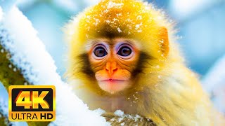 WORLD OF ANIMALS IN DOLBY VISION HDR 4K 60FPS  - With relaxing nature sounds (vivid colors)