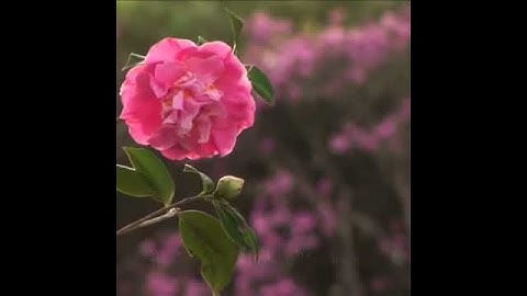 ان الله وملائكته يصلون على النبي ( تلاوه عطره )