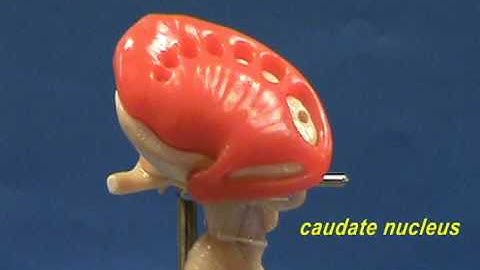 Brain Stem Model - Cerebral Nuclei