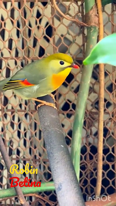 BURUNG Robin Tercantik #shorts #birds #burung #burungindonesia #animals
