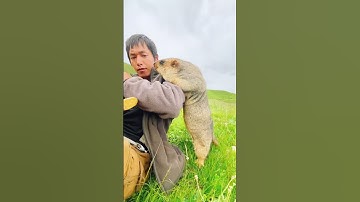 Cute Wild animal bobak marmot or prairie dog eating cookies yummy 124