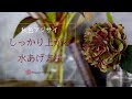 【秋色アジサイ　水あげ方法】～上手に水揚げして花を長持ちさせるコツ／フラワーアレンジメント教室　横浜
