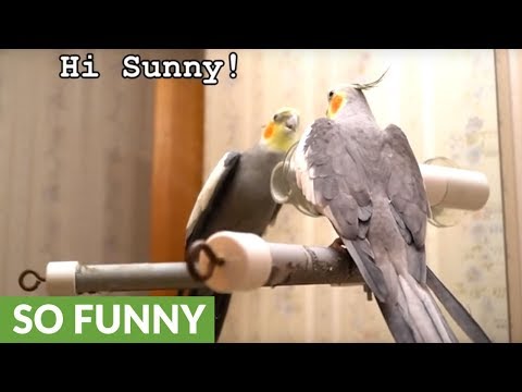 Listen to what this brilliant talking cockatiel can say